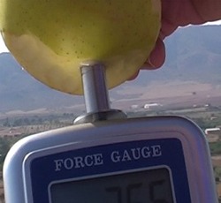 Penetrometre PCE-PTR 200 ile Elmanın sertliğini ölçerken.