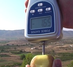 Penetrometre PCE-PTR 200 ile Patatesin sertliğini ölçerken.