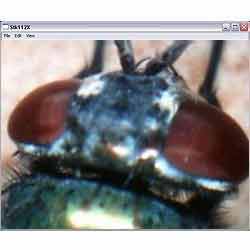 USB-Mikroskop PCE-MM 200 ile sineğin göz görüntüsü