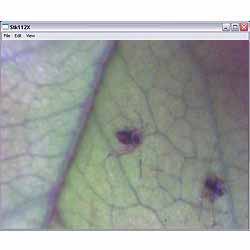 USB-Mikroskop PCE-MM 200 ile yaprağın yapı görüntüsü