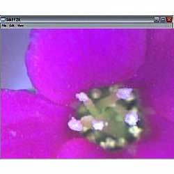 USB-Mikroskop PCE-MM 200 ile çiçeğin görüntüsü