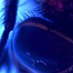 UV-USB-Mikroskop PCE-MM 200UV altnda bir sinek gz